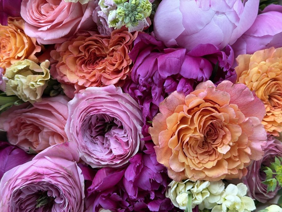 Close-up of pink and peach garden roses, peonies, and cream stock filling the frame
